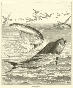 De Coryphene
