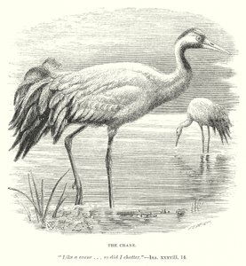 De kraanvogel (gravure) door English School