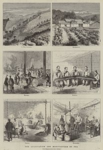 De teelt en vervaardiging van thee (gravure)