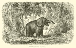 De Dinothere, gerestaureerd (gravure) door English School