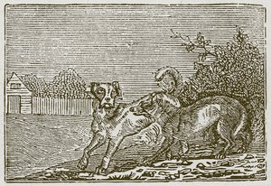 De hond en de wolf (gravure) door English School