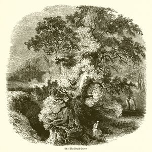Het druïdenbos