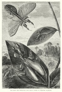 De eieren en onvolwassen en volwassen vormen van Phyllium siccifolium