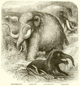 De Olifant door English School