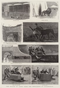 De Ontsnapping van Leeuwen uit de Menagerie in Birmingham door English School
