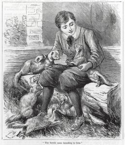 "De fretten kwamen naar hem toe" (gravure) door English School