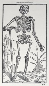 De voorzijde van de botten, plaat uit The Historie of Man gepubliceerd door John Banister