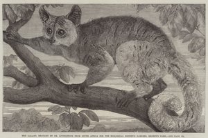 De Galago, gebracht door Dr Livingstone uit Zuid-Afrika voor de Zoological Society