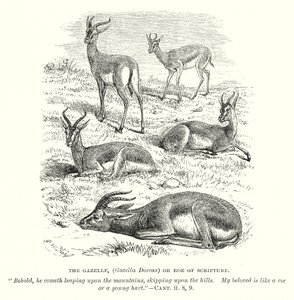 De Gazelle (Gazella Dorcas) of Ree van de Schrift (gravure)