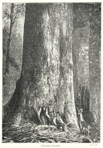 De reusachtige kauwgomboom (gravure) door English School