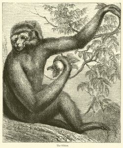 De Gibbon door English School