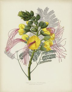 De Gillies Poinciana, Poinciana Gilliesii