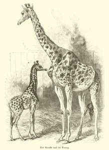 De giraffe en zijn jong door English School