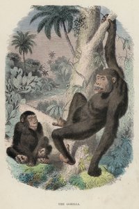 De gorilla door English School