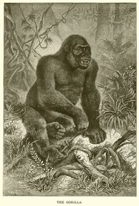 De gorilla door English School