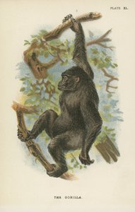 De Gorilla door English School