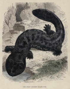De grote Japanse salamander door English School