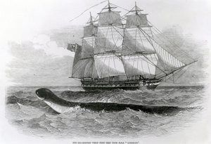 De Grote Zeeslang toen voor het eerst gezien vanaf H.M.S. Daedalus