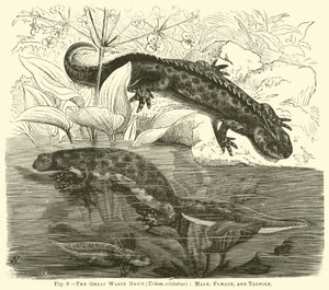 De Grote Wrattennewt (Triton cristatus), Mannetje, Vrouwtje en Kikkervisje door English School