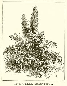 De Griekse Acanthus