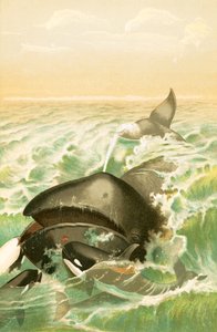 De Groenlandse Walvis door English School