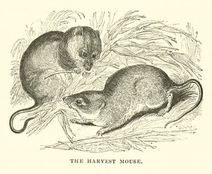 De oogstmuis (gravure) door English School