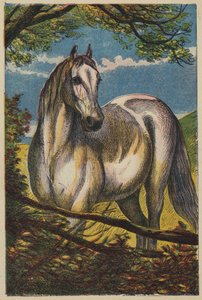 Het paard