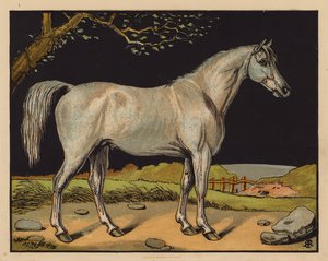 Het paard