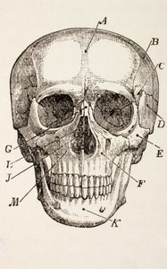 De Menselijke Schedel, ca. 1890
