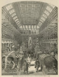 Het Hunterian Museum bij het Royal College of Surgeons door English School