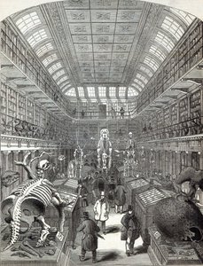Het Hunterian Museum, bij het Royal College of Surgeons, uit 