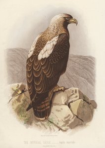 De keizerlijke adelaar, Aquila Imperialis (kleur litho) door English School