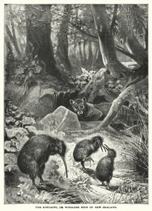 De Kiwi-Kiwi of vleugelloze vogel van Nieuw-Zeeland (gravure)