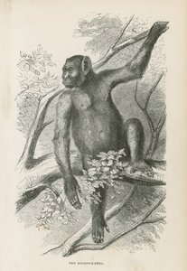 De Kooloo-Kamba