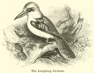 De lachende kookaburra door English School