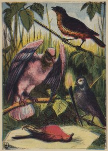 De Vink, de Duif en Roodborstje door English School