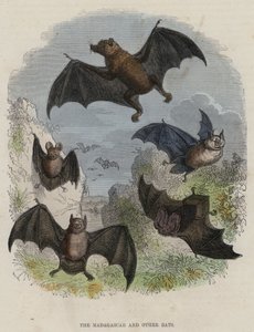 De Madagaskar en andere vleermuizen
