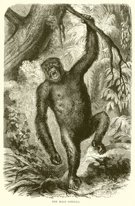 De mannelijke gorilla door English School