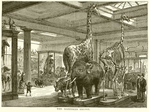 De Zoogdierenzaal