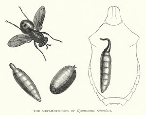 De metamorfoses van Gymnosoma rotundata (gravure) door English School