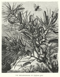 De metamorfoses van Lophyrus pini (gravure) door English School