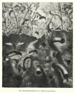 De metamorfoses van Odynerus parietum (gravure) door English School