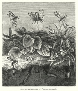 De metamorfoses van Panorpa communis (gravure)