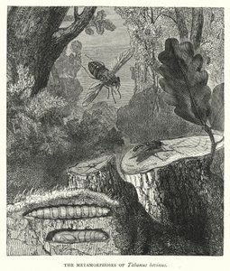 De metamorfoses van Tabanus bovinus (gravure) door English School