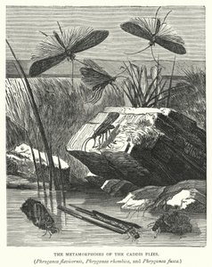 De metamorfoses van de kokerjuffers, Phryganea flavicornis, Phryganea rhombica en Phryganea fusca (gravure) door English School