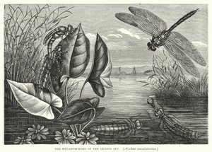 De metamorfosen van de libel, Aeschna maculatissima