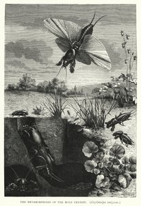 De metamorfoses van de molkrekel, Gryllotalpa vulgaris (gravure) door English School