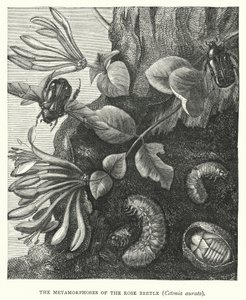 De metamorfoses van de rozenkever, Cetonia aurata (gravure) door English School