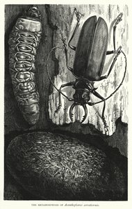 De metamorfose van Acanthophorus serraticornis