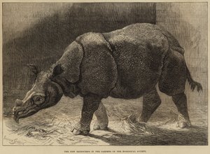 De Nieuwe Neushoorn in de Tuinen van de Zoological Society door English School